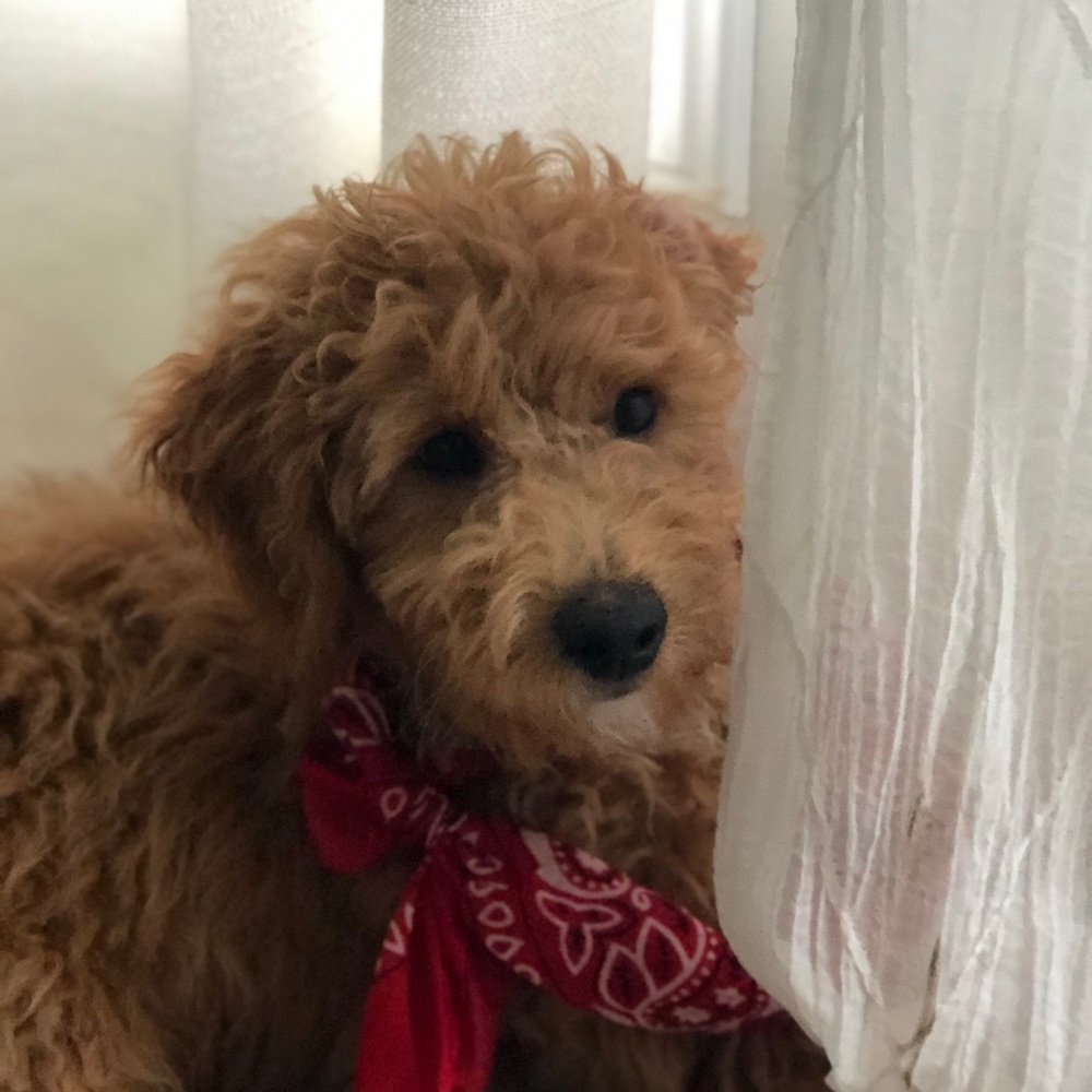 Meet your Posher, Tanya